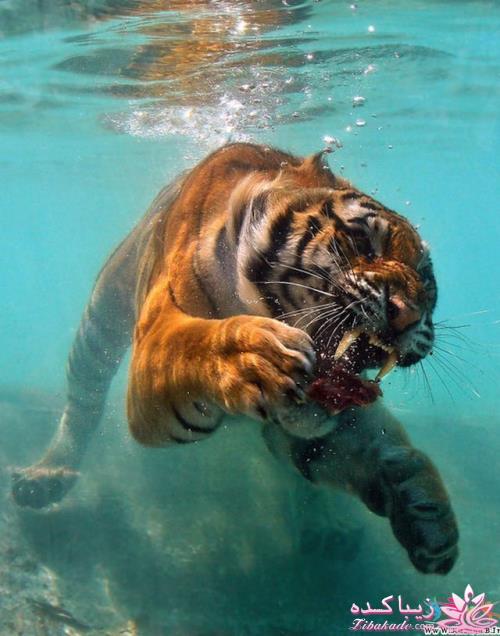 تصاویر دنیای حیوانات ( فرارو )